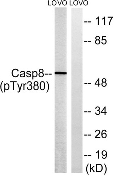 Caspase-8 (phospho-Tyr380) antibody