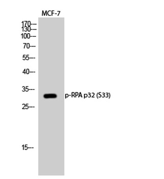 RPA p32 (phospho-Ser33) antibody