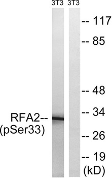 RPA p32 (phospho-Ser33) antibody