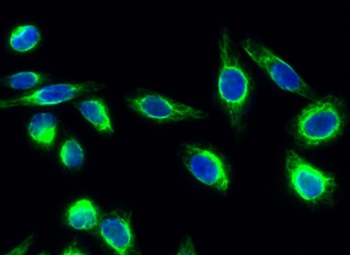NOS3 (phospho-Ser1177) antibody