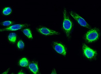 eNOS (phospho Ser1177) rabbit pAb
