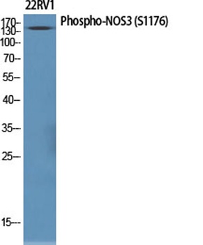 eNOS (phospho Ser1177) rabbit pAb