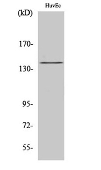 NOS3 (phospho-Ser1177) antibody