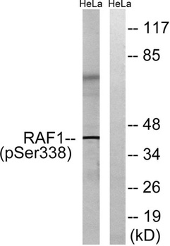 Raf-1 (phospho Ser338) rabbit pAb