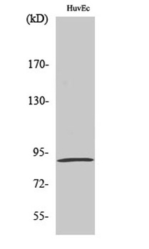 MSK1 (phospho Ser376) rabbit pAb