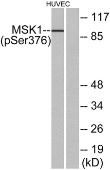 MSK1 (phospho Ser376) rabbit pAb