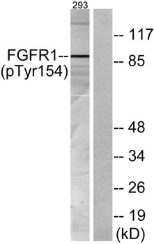 Flg (phospho-Tyr154) antibody