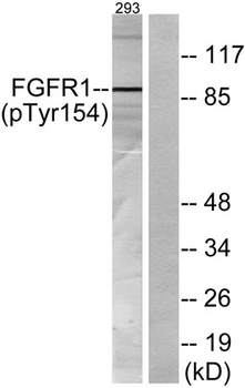 Flg (phospho Tyr154) rabbit pAb