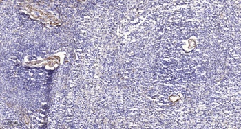 Integrin β3 (phospho Tyr785) rabbit pAb