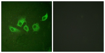 Crk II (phospho-Tyr221) antibody