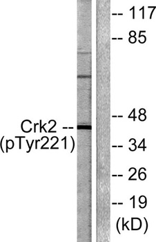 Crk II (phospho-Tyr221) antibody