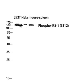 IRS-1 (phospho-Ser312) antibody