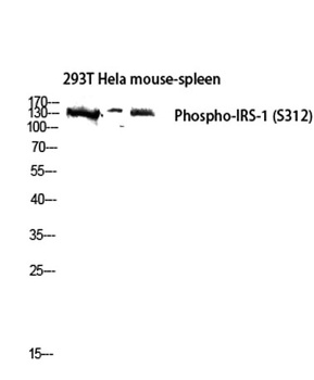 IRS-1 (phospho Ser312) rabbit pAb