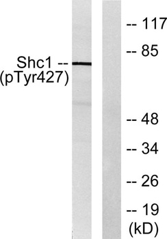 Shc (phospho Tyr427) rabbit pAb