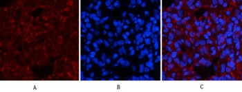 Smad3 (phospho Ser425) rabbit pAb