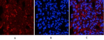 Smad3 (phospho Ser425) rabbit pAb