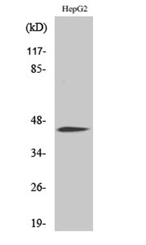 C/EBP alpha (phospho-Ser21) antibody