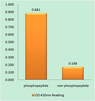 Caspase-9 (phospho Thr125) rabbit pAb
