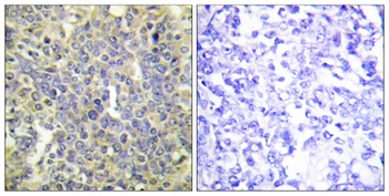 Caspase-9 (phospho Thr125) rabbit pAb