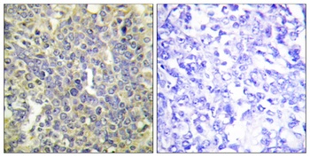 Caspase-9 (phospho-Thr125) antibody