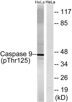 Caspase-9 (phospho-Thr125) antibody