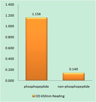 eEF2K (phospho-Ser366) antibody