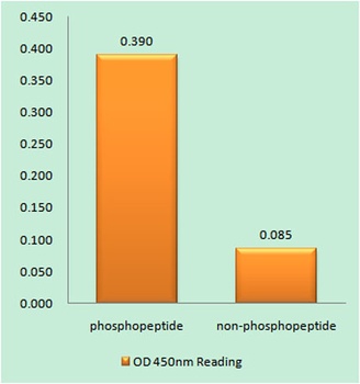 Ksr-1 (phospho Ser392) rabbit pAb