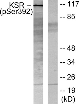 Ksr-1 (phospho-Ser392) antibody