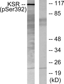 Ksr-1 (phospho Ser392) rabbit pAb