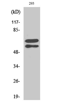 Lyn (phospho-Tyr508) antibody