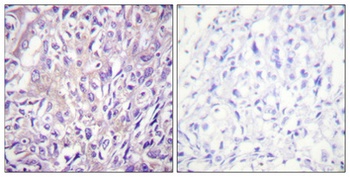 PLC beta3 (phospho-Ser1105) antibody