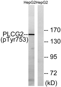 PLC γ2 (phospho Tyr753) rabbit pAb