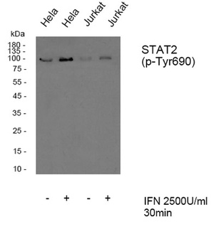 Stat2 (phospho Tyr690) rabbit pAb