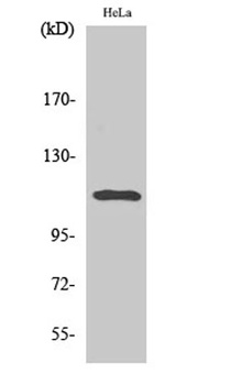 Stat2 (phospho Tyr690) rabbit pAb