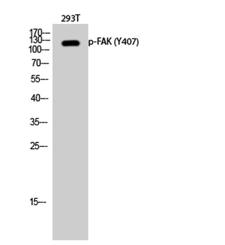 FAK (phospho Tyr407) rabbit pAb
