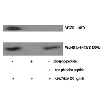 Flt-1 (phospho Tyr1333) rabbit pAb
