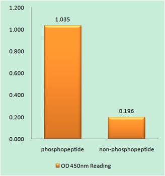 Flt-1 (phospho-Tyr1333) antibody