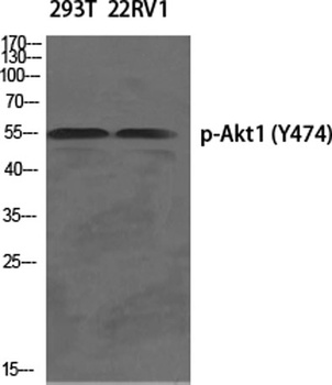 Akt1 (phospho-Tyr474) antibody