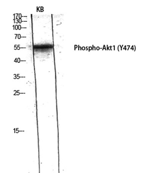 Akt1 (phospho Tyr474) rabbit pAb