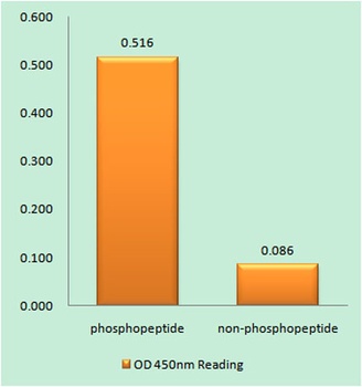 Akt1 (phospho Tyr474) rabbit pAb