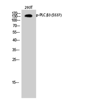 PLC β3 (phospho Ser537) rabbit pAb