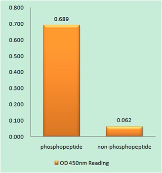 PLC β3 (phospho Ser537) rabbit pAb