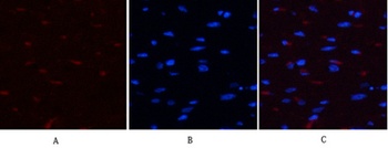 YAP (phospho-Ser127) antibody