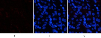 p38 (phospho Tyr323) rabbit pAb