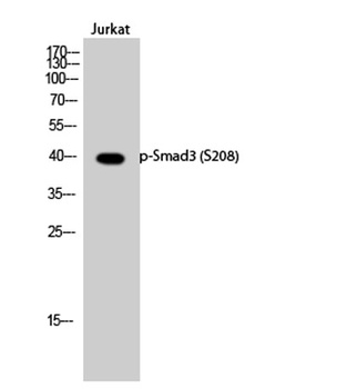 Smad3 (phospho Ser208) rabbit pAb