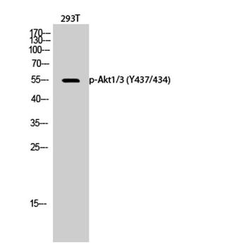 Akt1/3 (phospho Tyr437/434) rabbit pAb