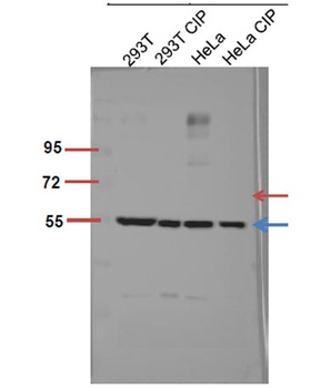 Akt1/3 (phospho Tyr437/434) rabbit pAb
