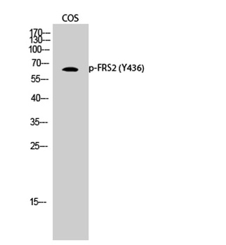 FRS2 (phospho Tyr436) rabbit pAb