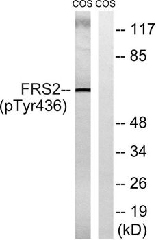 FRS2 (phospho Tyr436) rabbit pAb