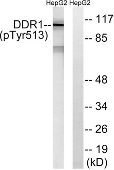 DDR1 (phospho Tyr513) rabbit pAb